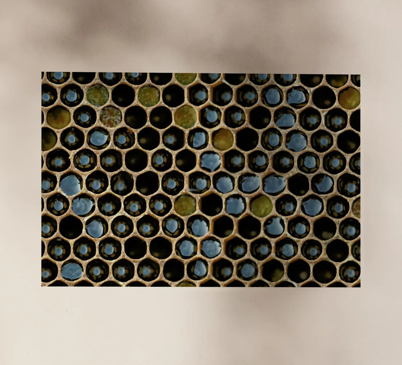 Bee Pattern film rétro-éclairé de Curious Collections by Marielle Leenders