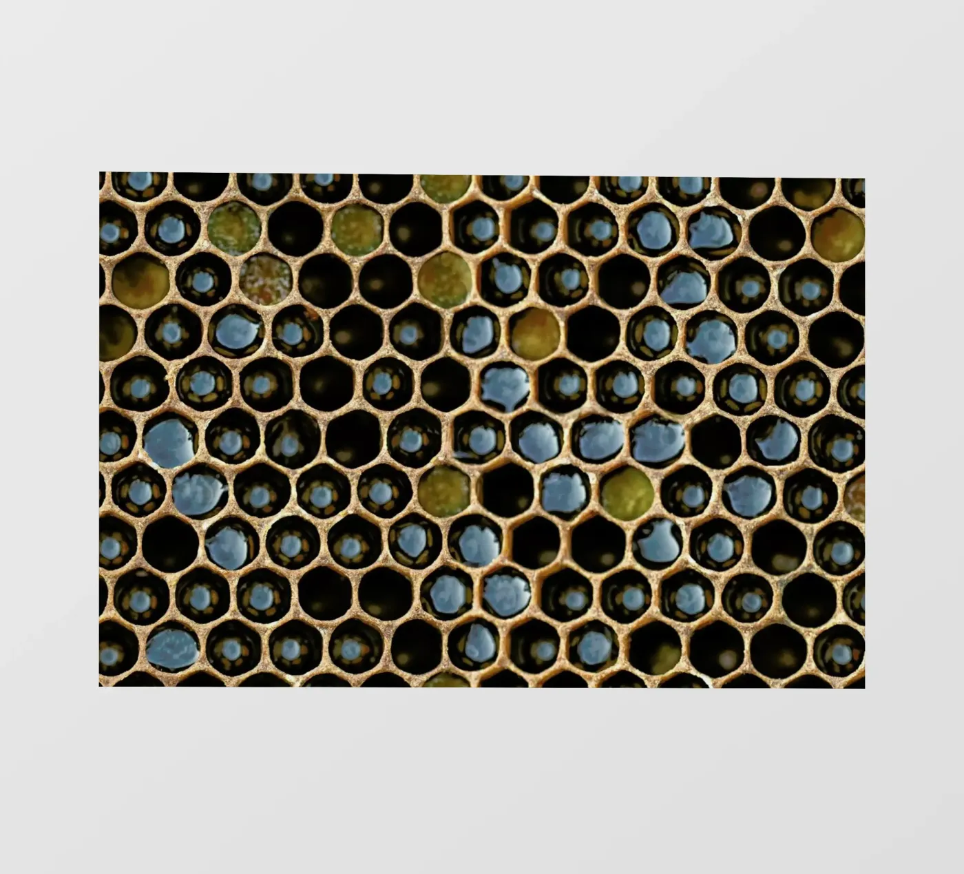 Bee Pattern film rétro-éclairé de Curious Collections by Marielle Leenders