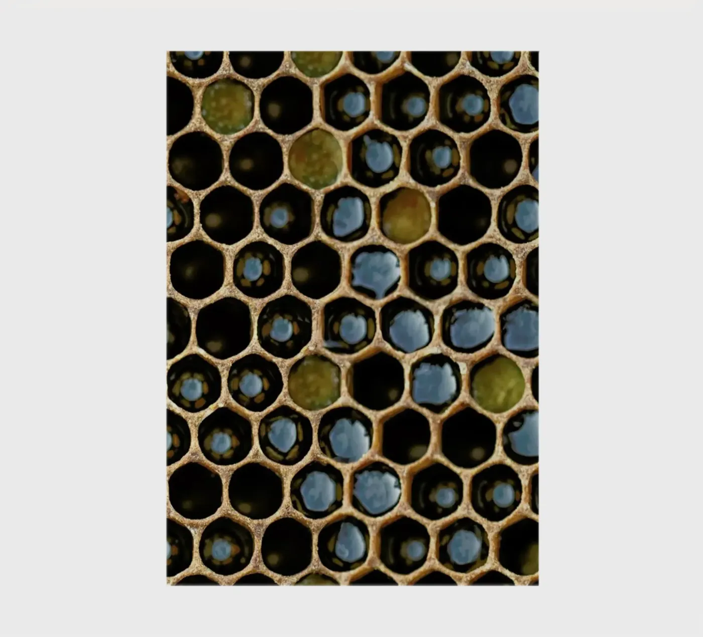 Bee Pattern notebook by Curious Collections by Marielle Leenders