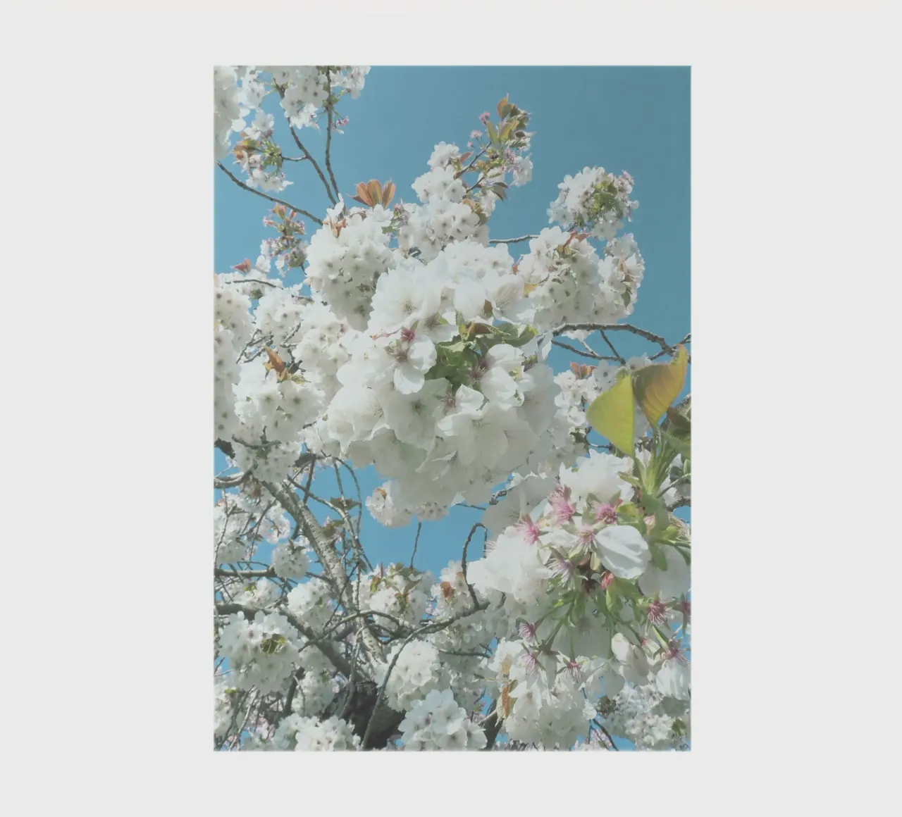 Spring Blooms notebook by Cassia Beck Photography