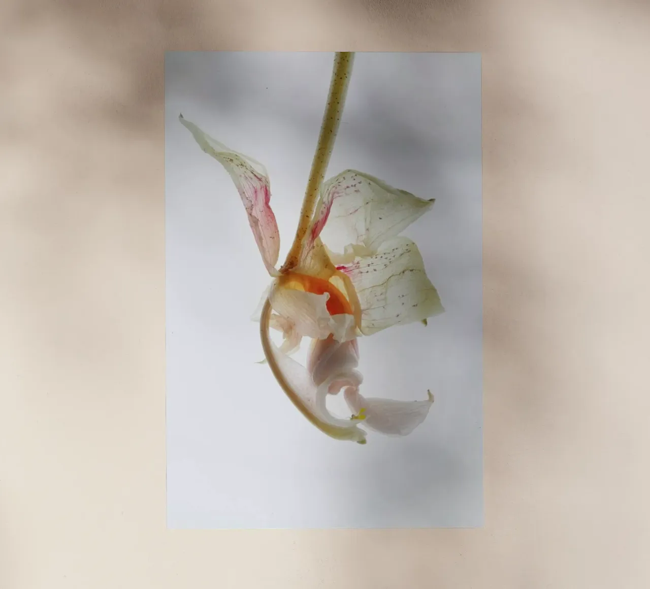 Arch Angle 2 pellicola backlit da Shot By Clint