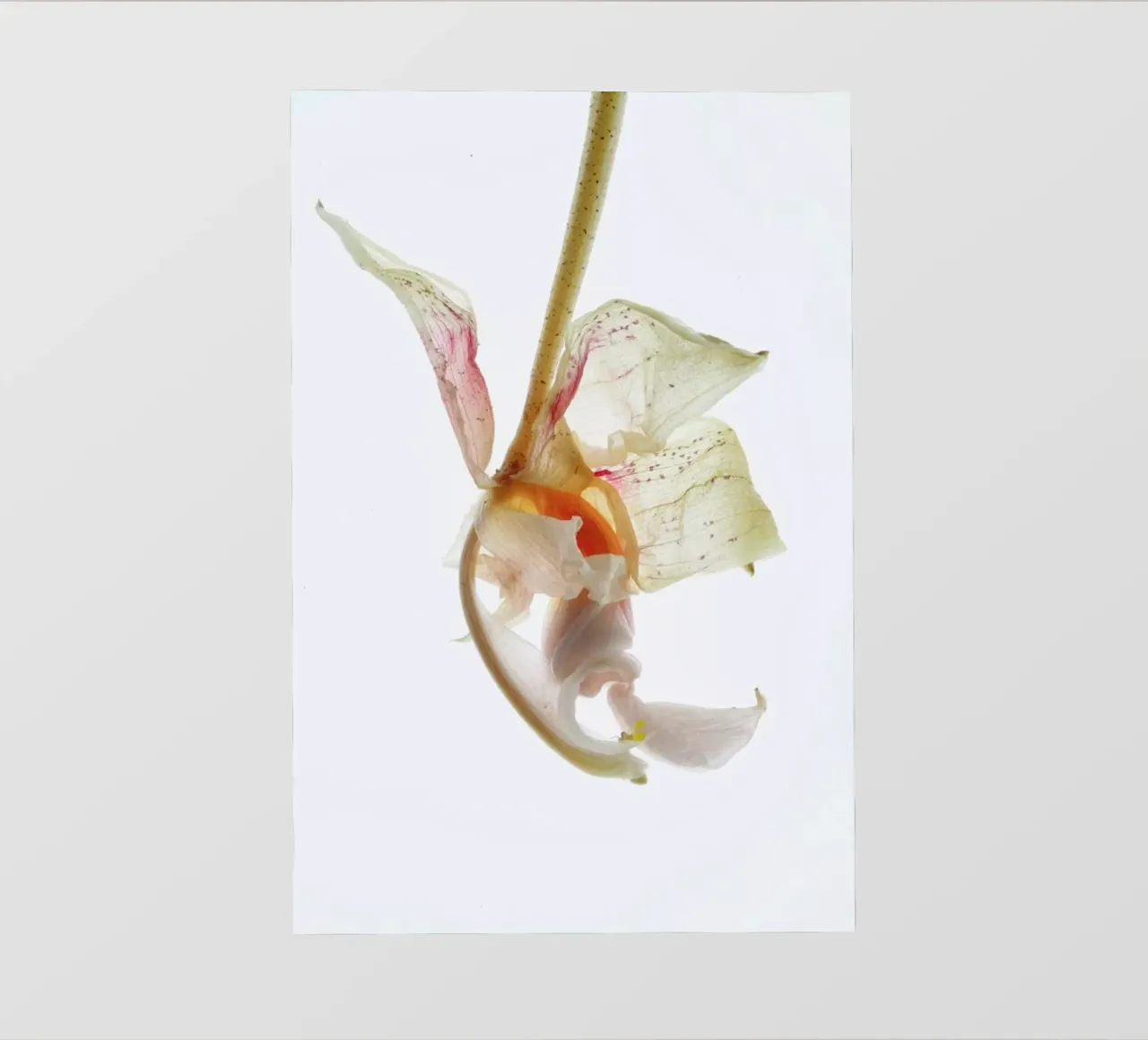 Arch Angle 2 pellicola backlit da Shot By Clint