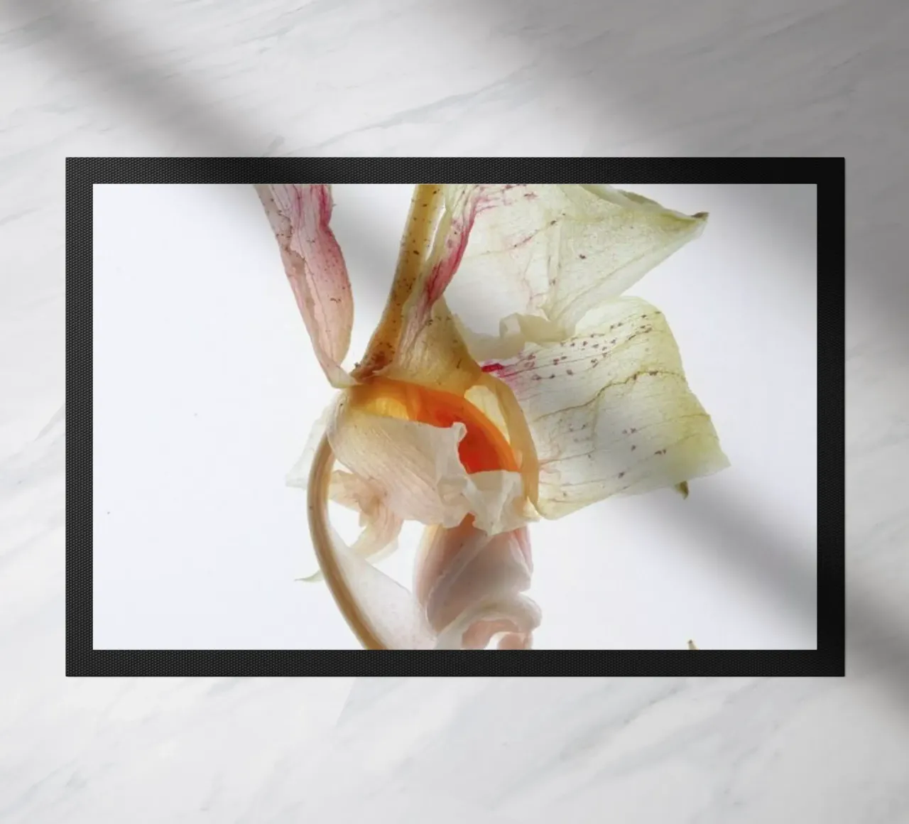 Arch Angle 2 zerbino da Shot By Clint