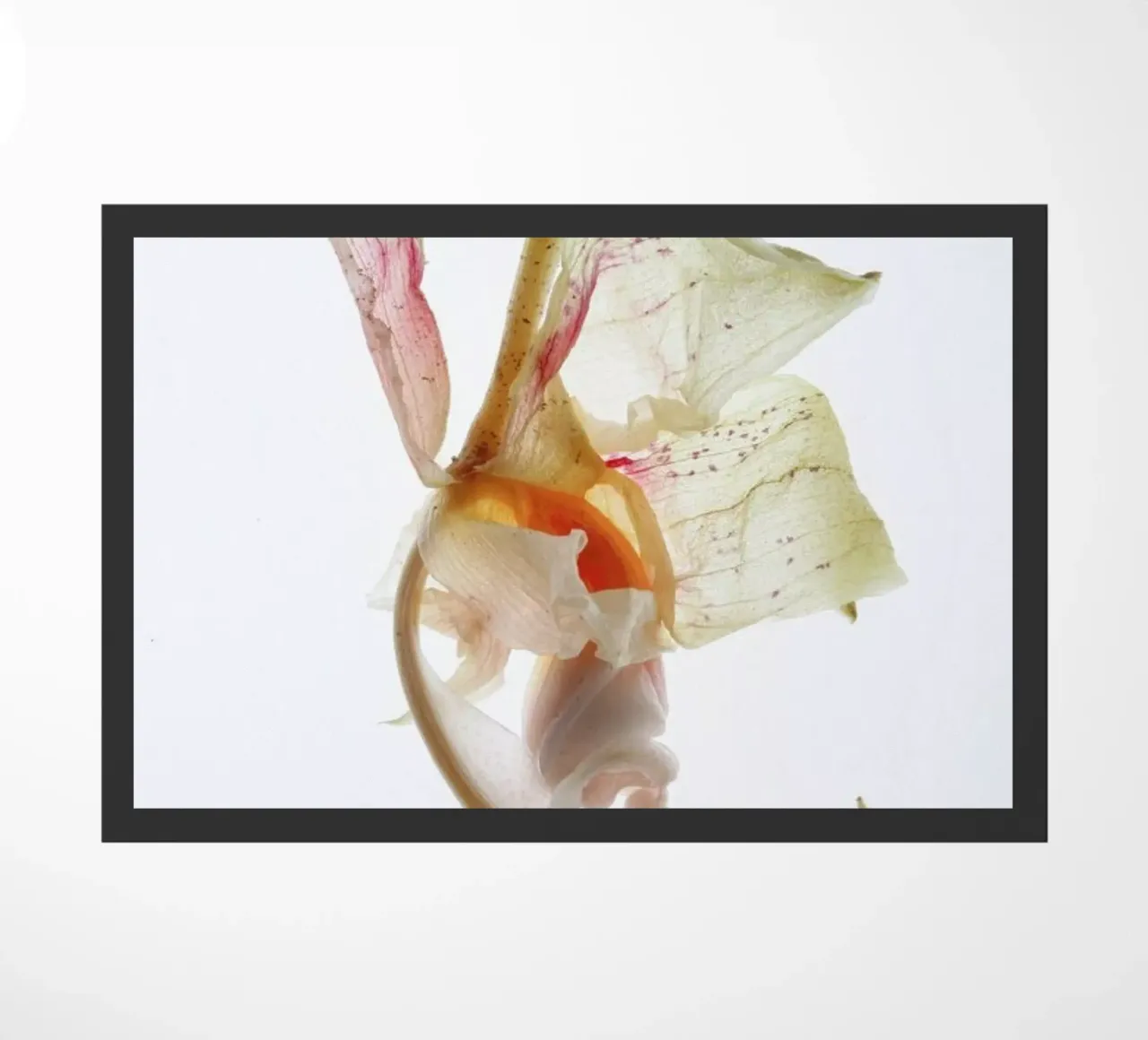 Arch Angle 2 zerbino da Shot By Clint