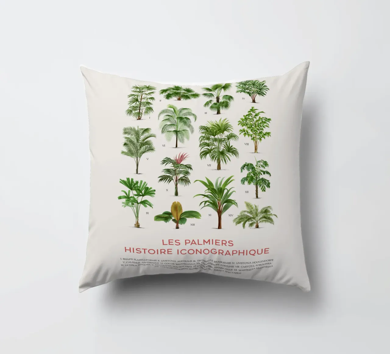 Grafico dei tipi di palme cuscino da Vintagrafica