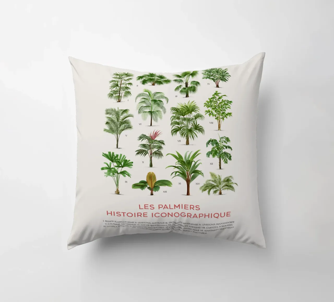Grafico dei tipi di palme cuscino da Vintagrafica
