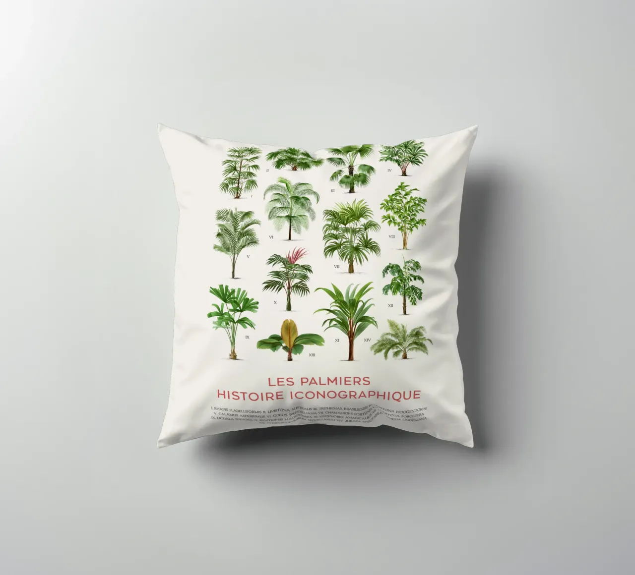 Grafico dei tipi di palme cuscino da Vintagrafica