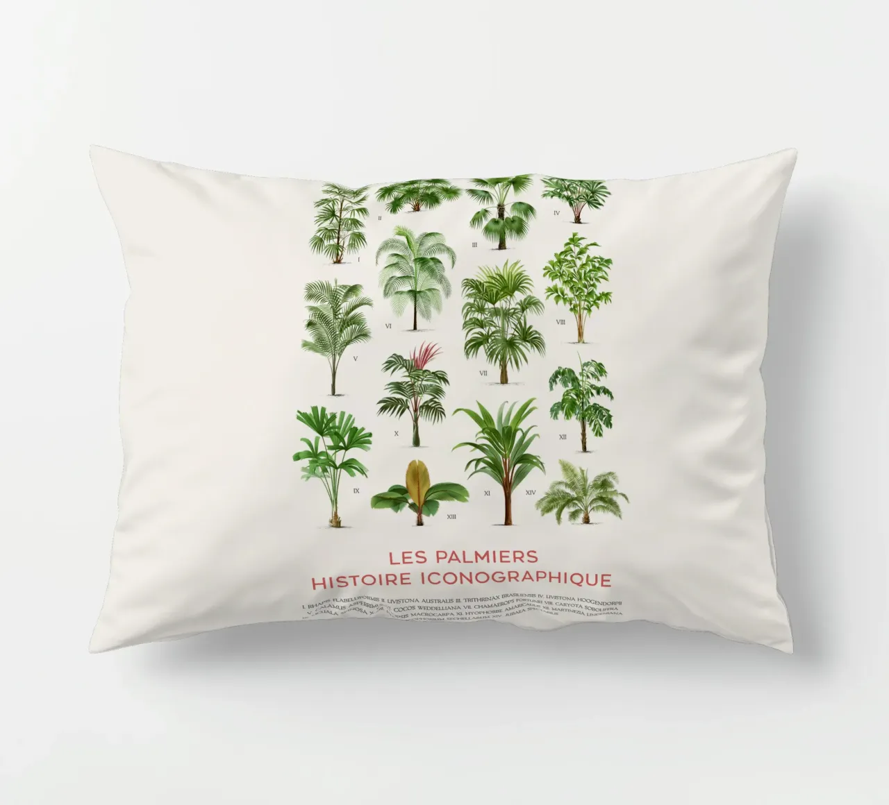 Grafico dei tipi di palme cuscino da Vintagrafica