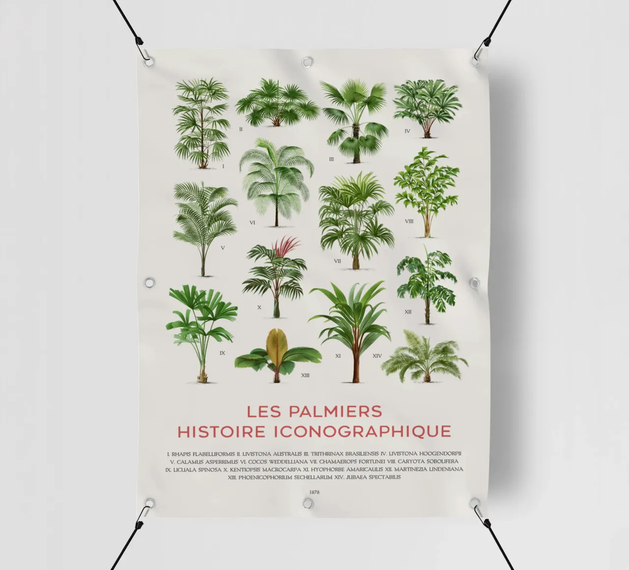 Grafico dei tipi di palme telo in pvc da Vintagrafica