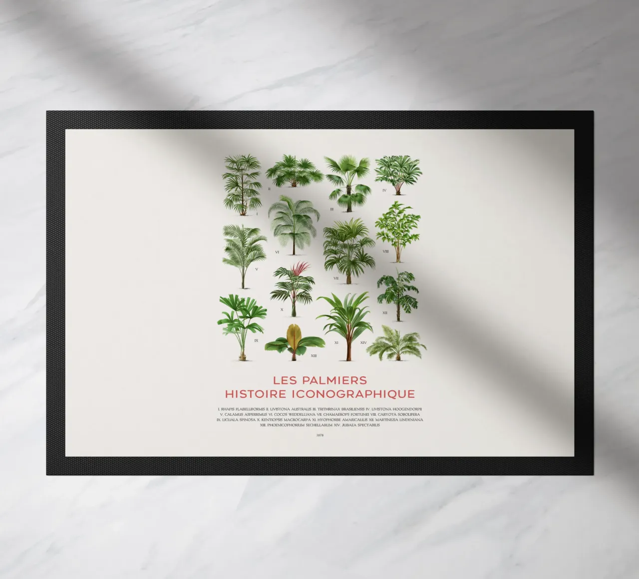 Grafico dei tipi di palme zerbino da Vintagrafica