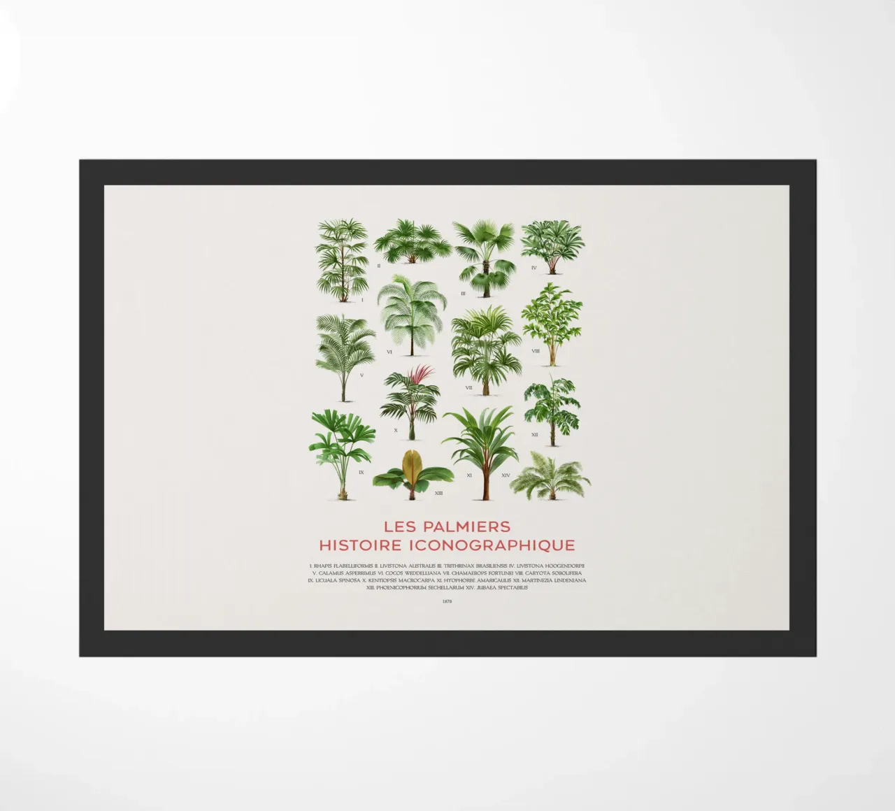 Grafico dei tipi di palme zerbino da Vintagrafica