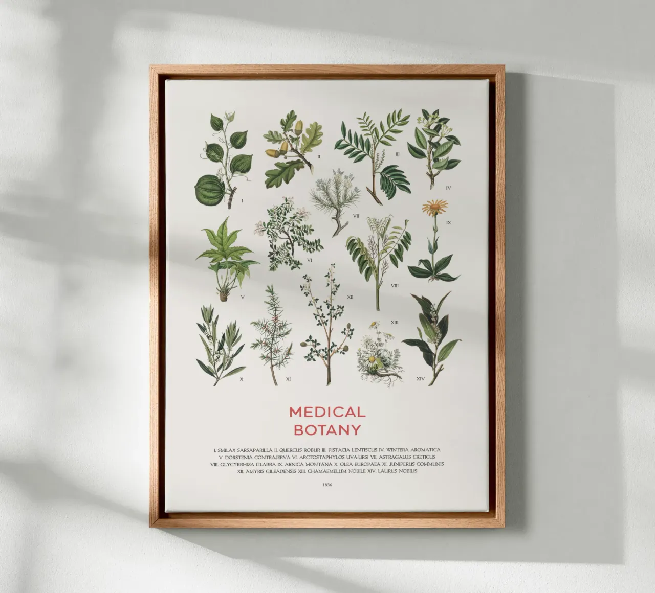 Medicinale planten canvas met Baklijst van Vintagrafica