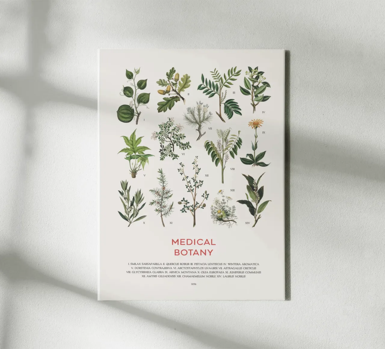 Medicinale planten canvas met Baklijst van Vintagrafica