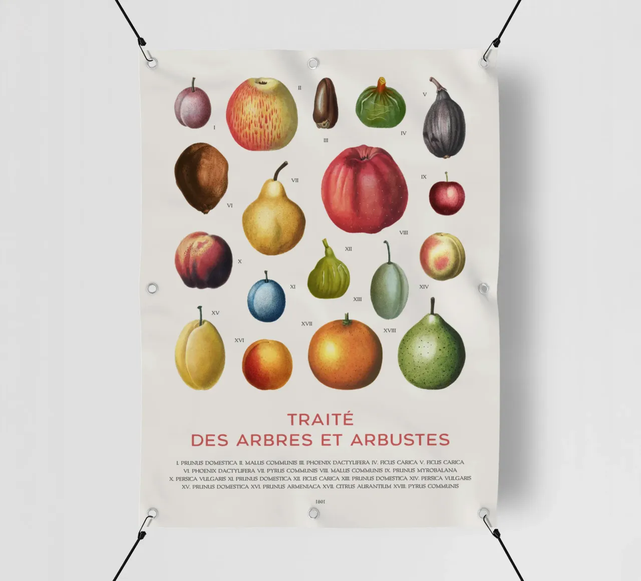 Tabella della frutta telo in pvc da Vintagrafica