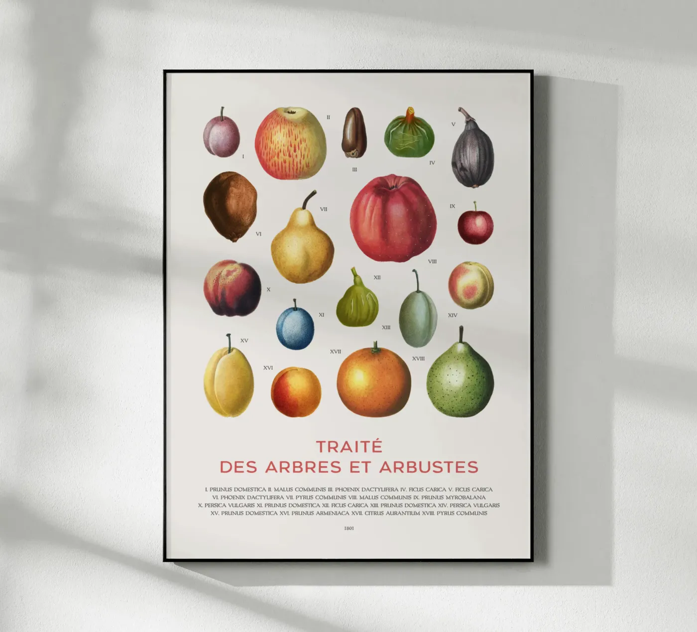 Fruit chart plexiglas de Vintagrafica