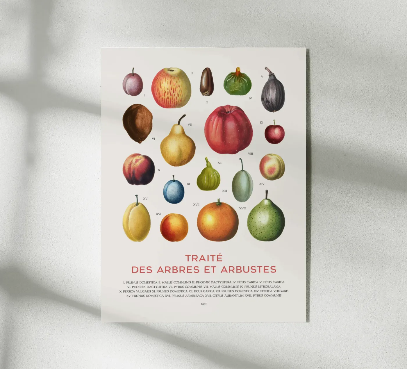 Fruit chart plexiglas de Vintagrafica