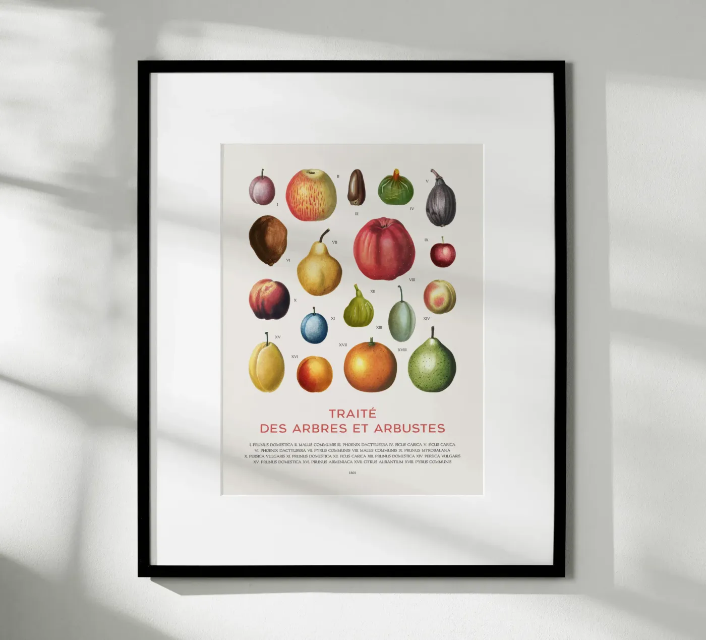 Fruit chart Poster von Vintagrafica