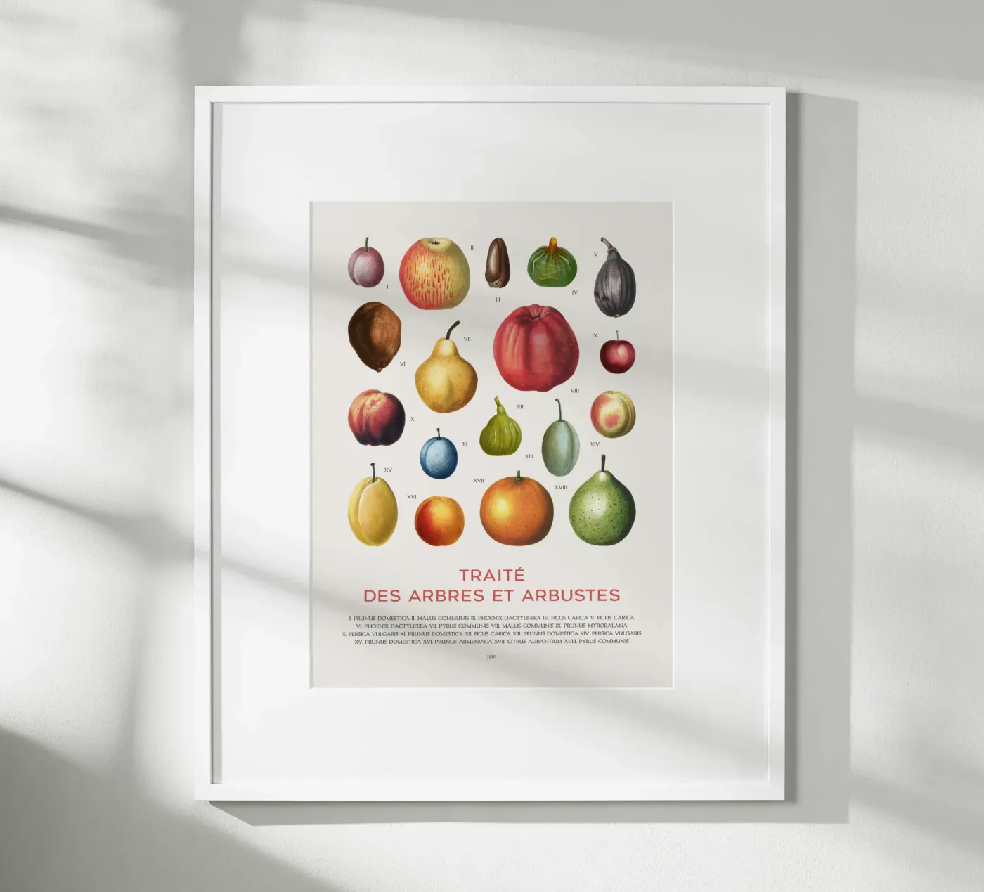Fruit chart Poster von Vintagrafica