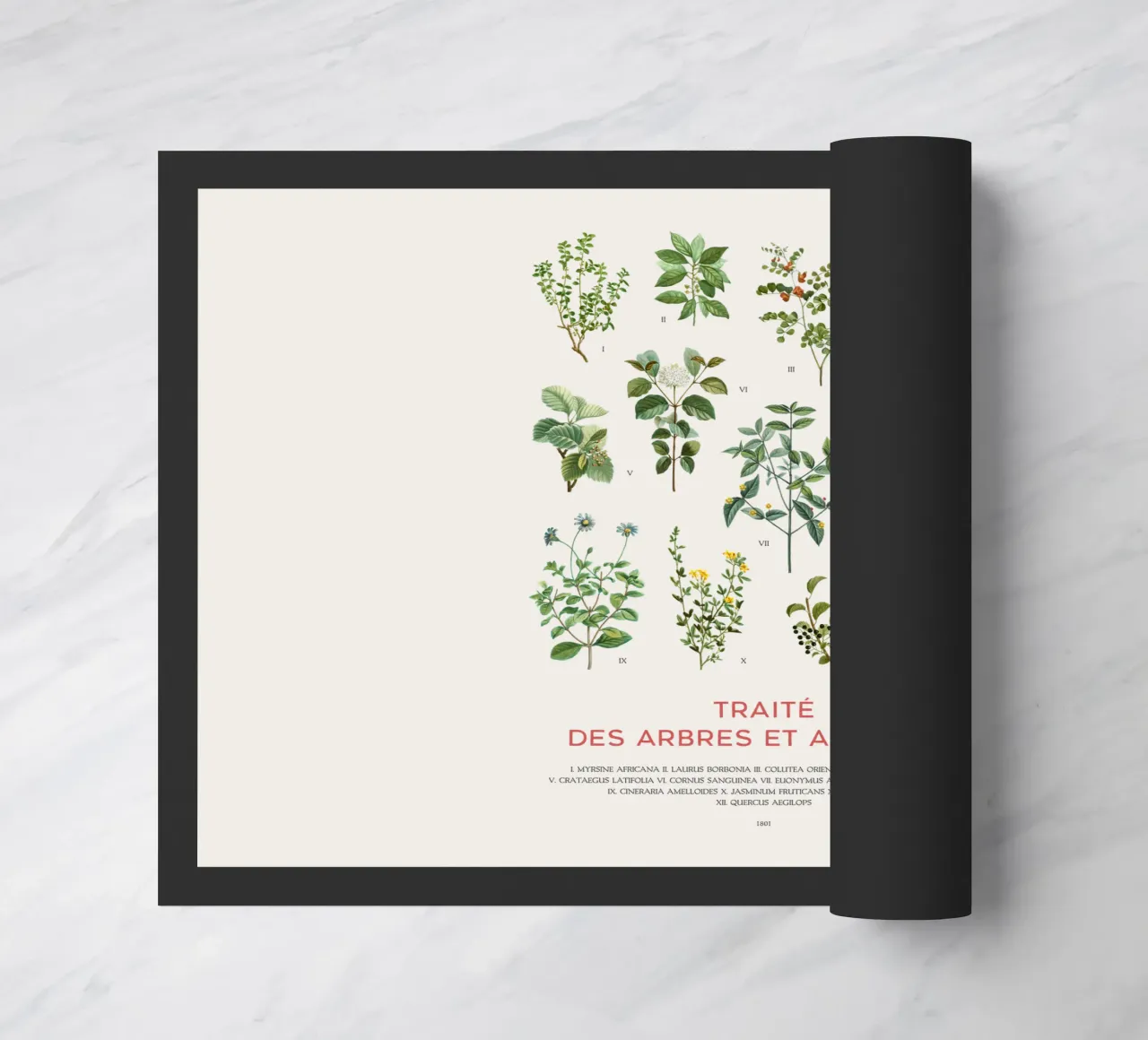 Tabella degli alberi e degli arbusti zerbino da Vintagrafica