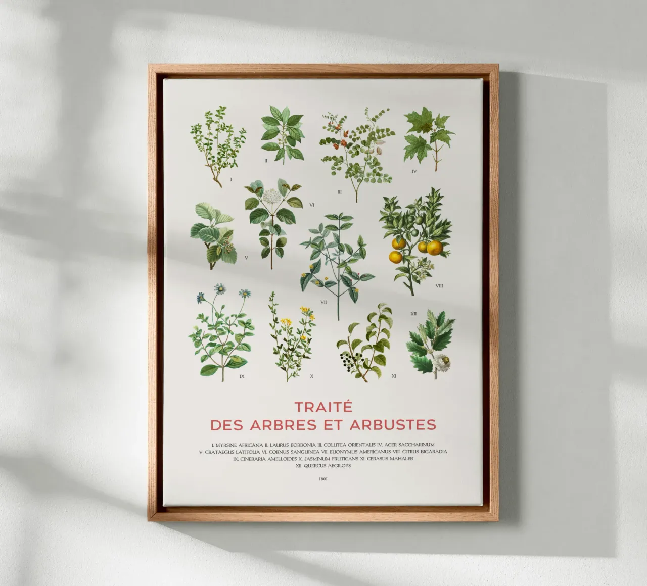 Tabella degli alberi e degli arbusti tela da Vintagrafica