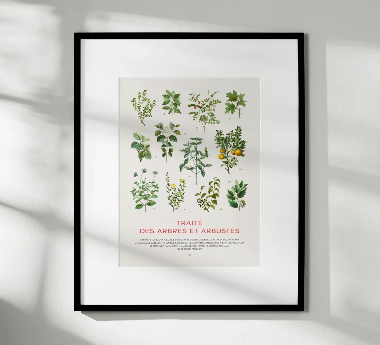 Trees and Shrubs chart poster with wooden frame by Vintagrafica