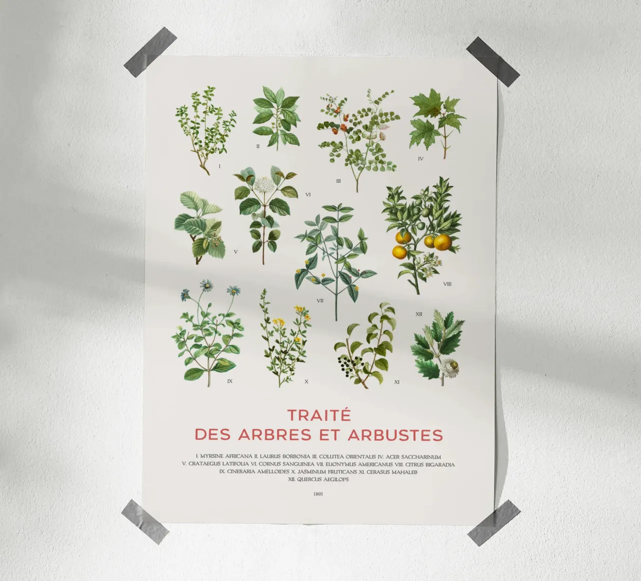 Trees and Shrubs chart poster with wooden frame by Vintagrafica