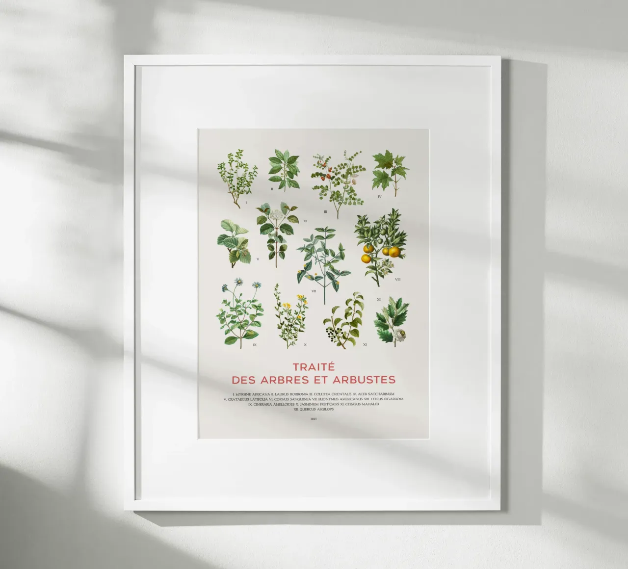 Trees and Shrubs chart poster with wooden frame by Vintagrafica
