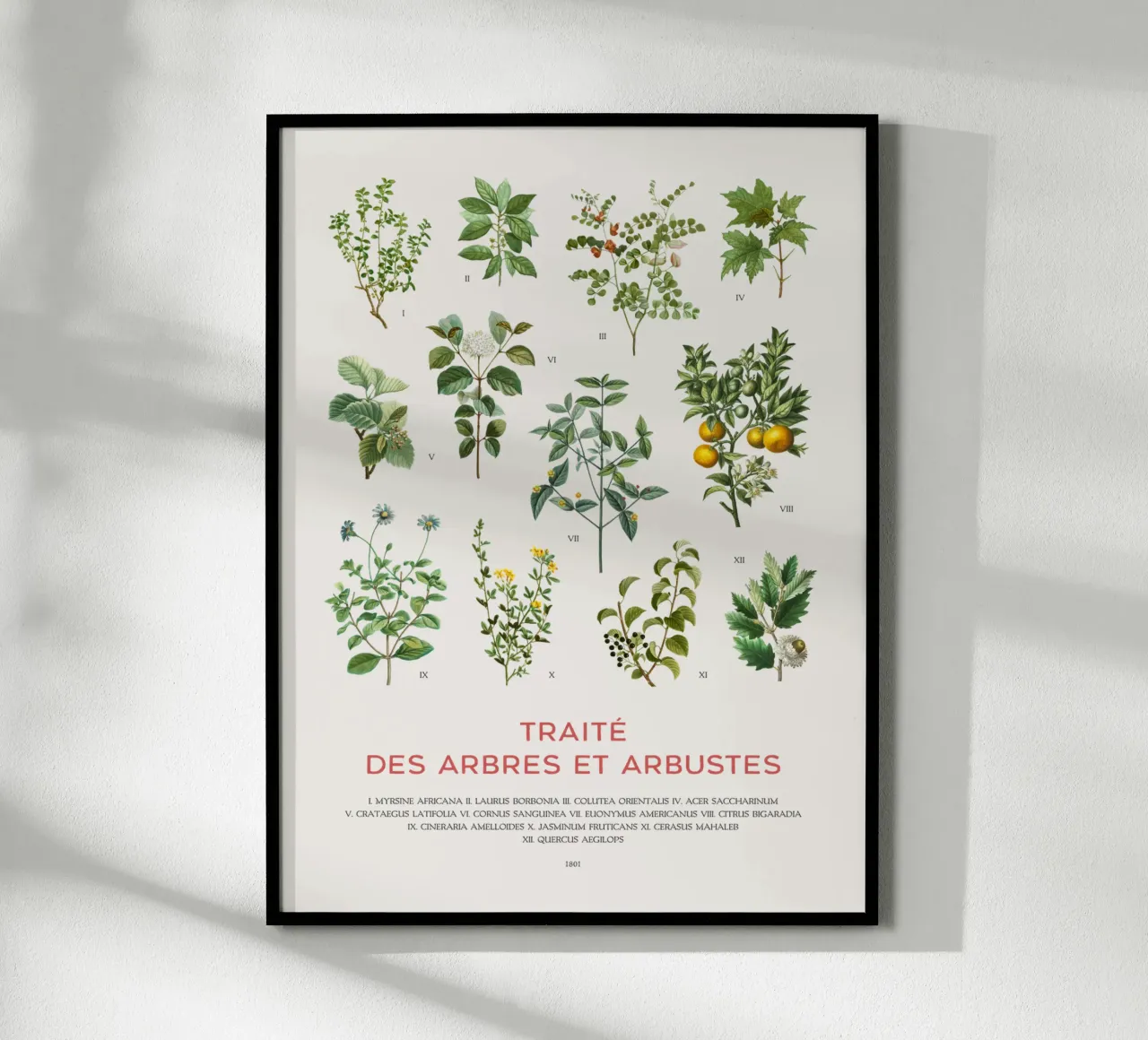 Trees and Shrubs chart poster with wooden frame by Vintagrafica