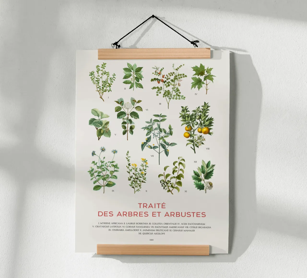 Trees and Shrubs chart poster with wooden frame by Vintagrafica