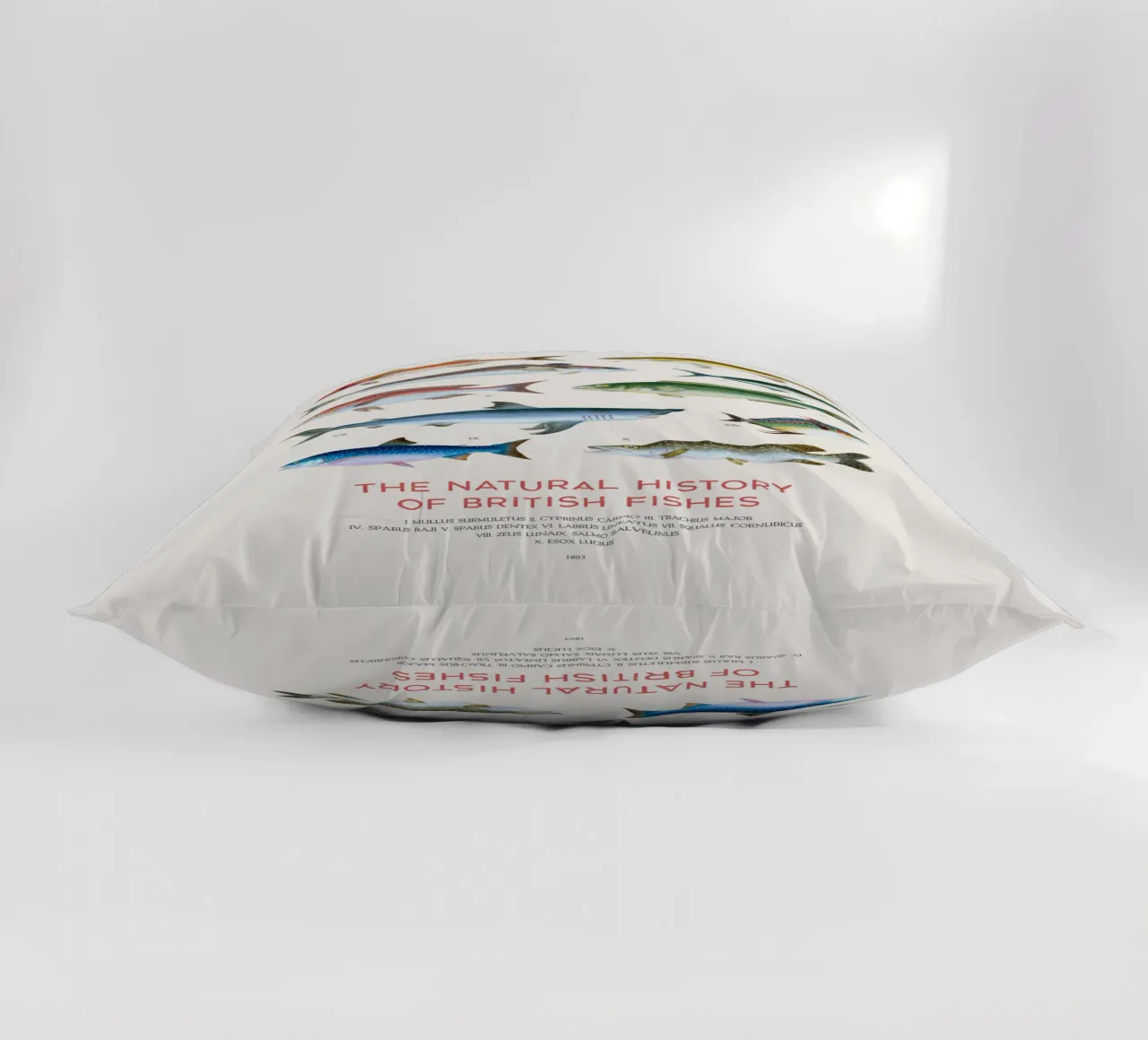 Tipi di pesce cuscino da Vintagrafica