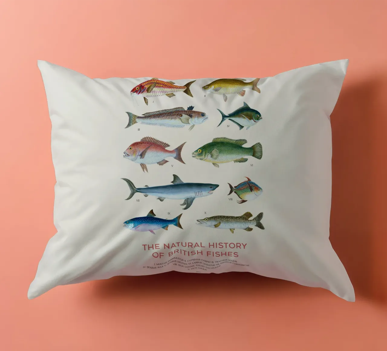 Tipi di pesce cuscino da Vintagrafica