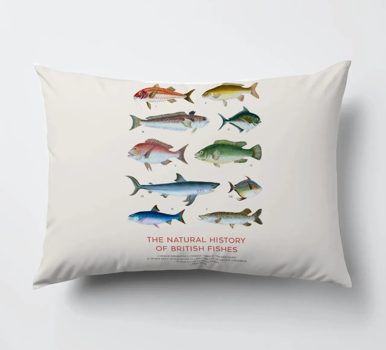 Tipi di pesce cuscino da Vintagrafica