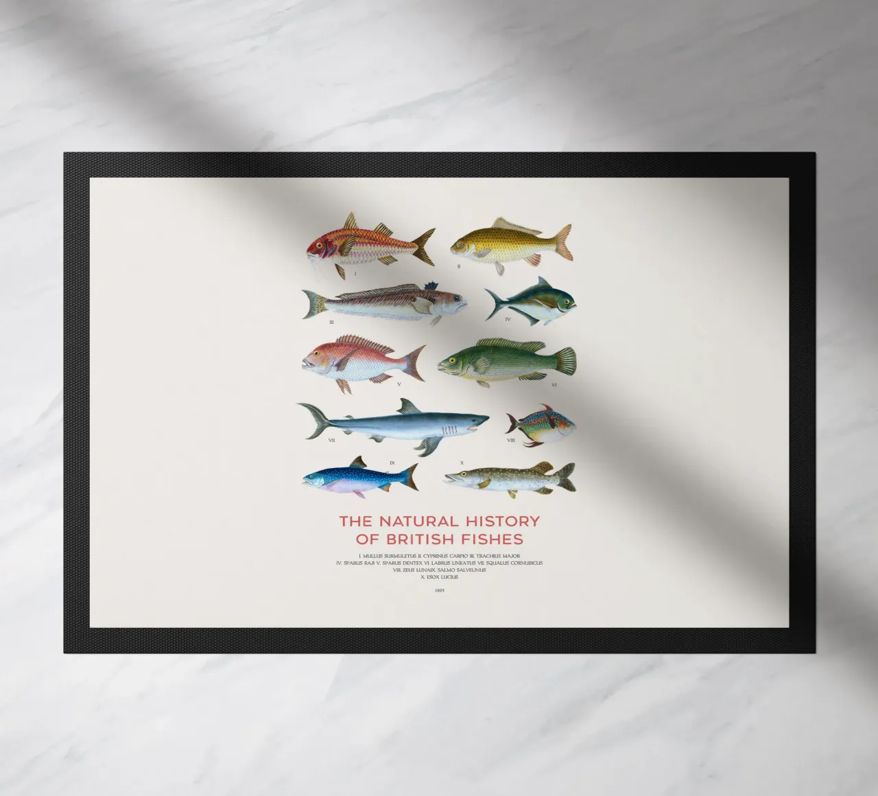 Tipi di pesce zerbino da Vintagrafica