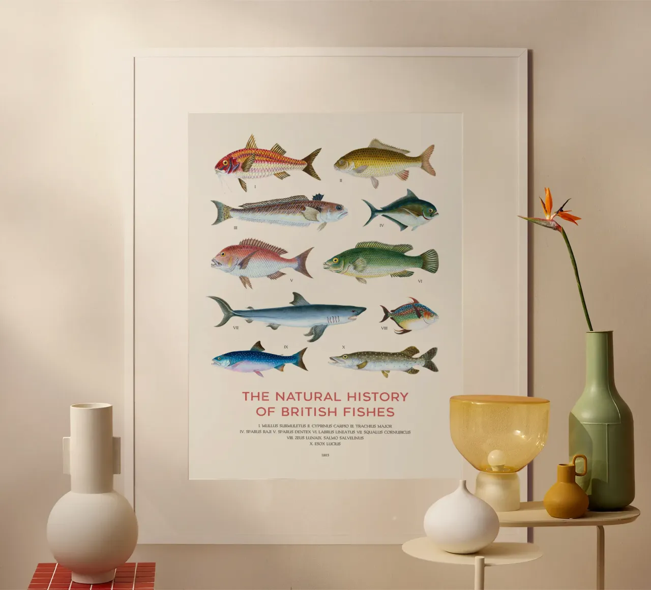 Tipi di pesce carta hahnemühle da Vintagrafica