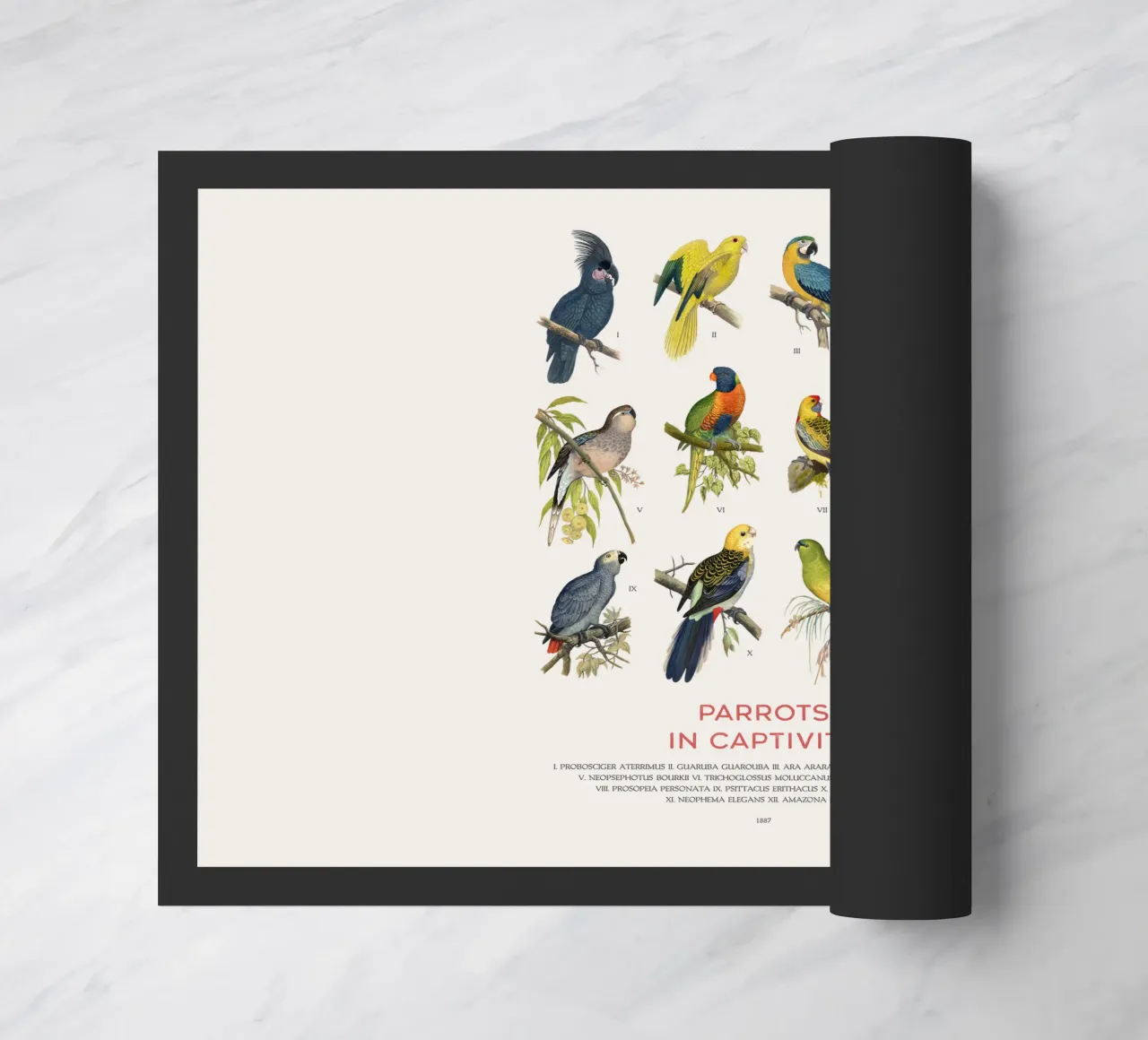 Types of Parrots chart doormat by Vintagrafica