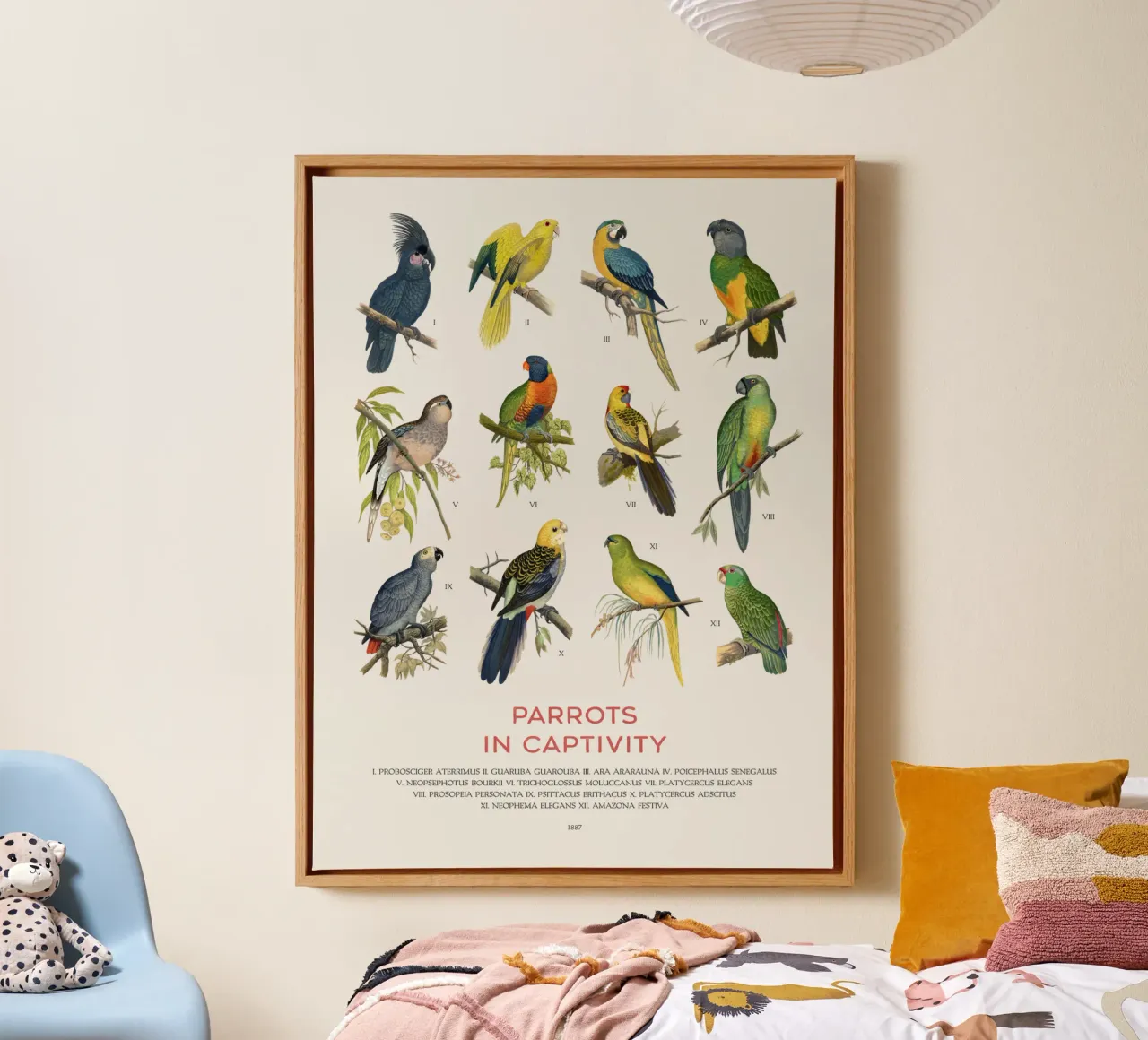 Types of Parrots chart canvas with Floater frame by Vintagrafica