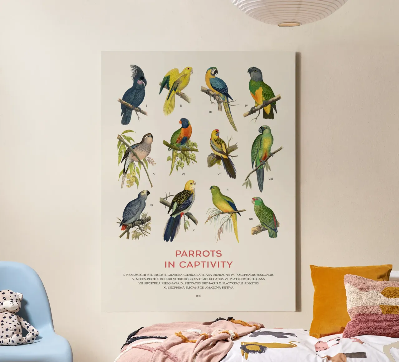 Types of Parrots chart canvas with Floater frame by Vintagrafica