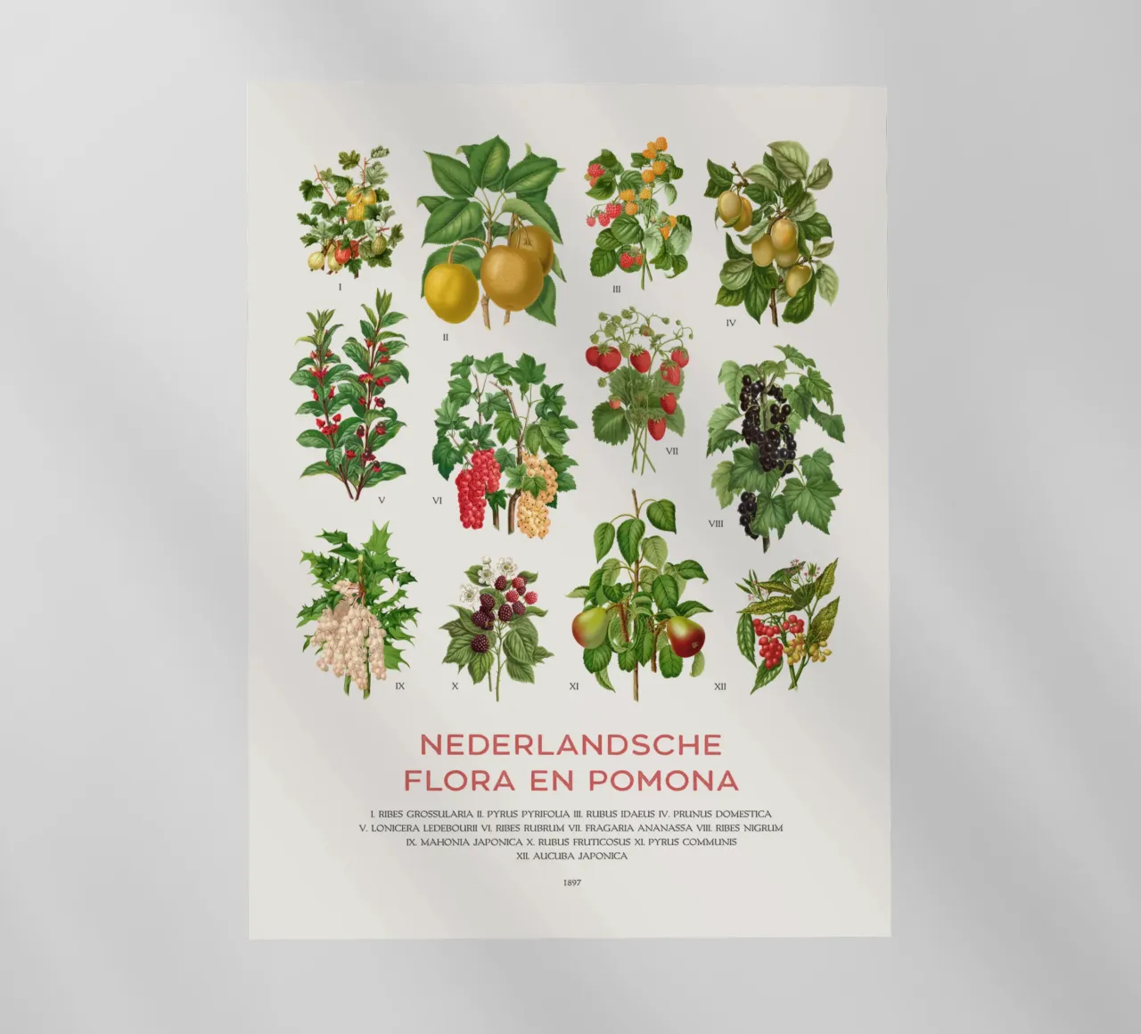 Grafico botanico moderno - Flora olandese pellicola backlit da Vintagrafica