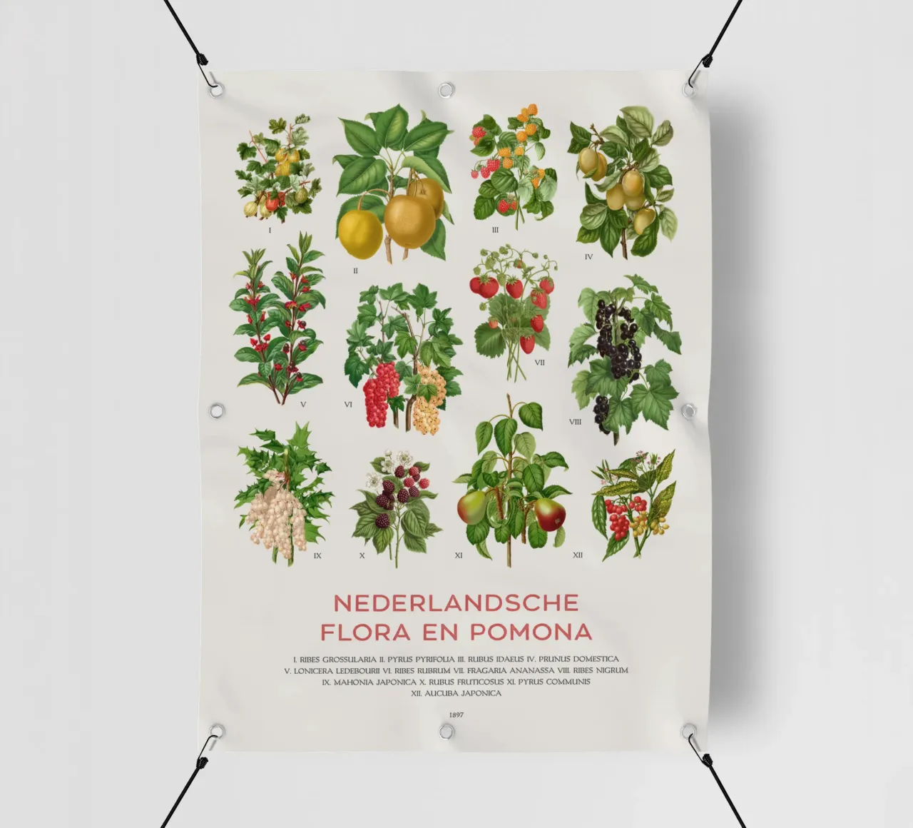 Grafico botanico moderno - Flora olandese telo in pvc da Vintagrafica