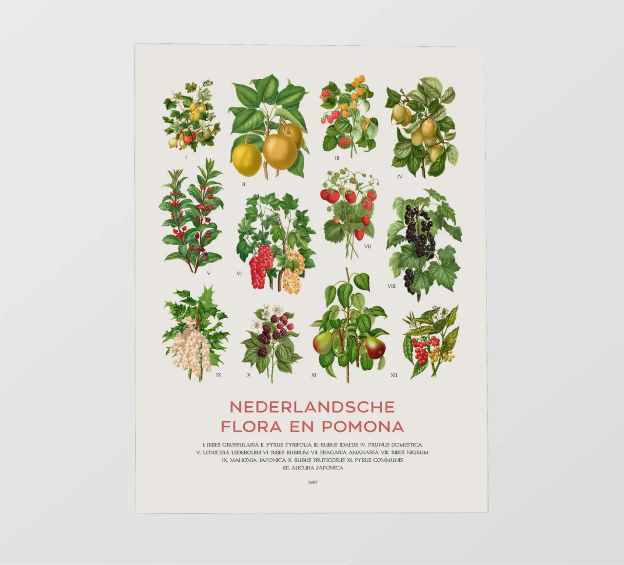 Grafico botanico moderno - Flora olandese telo in pvc da Vintagrafica