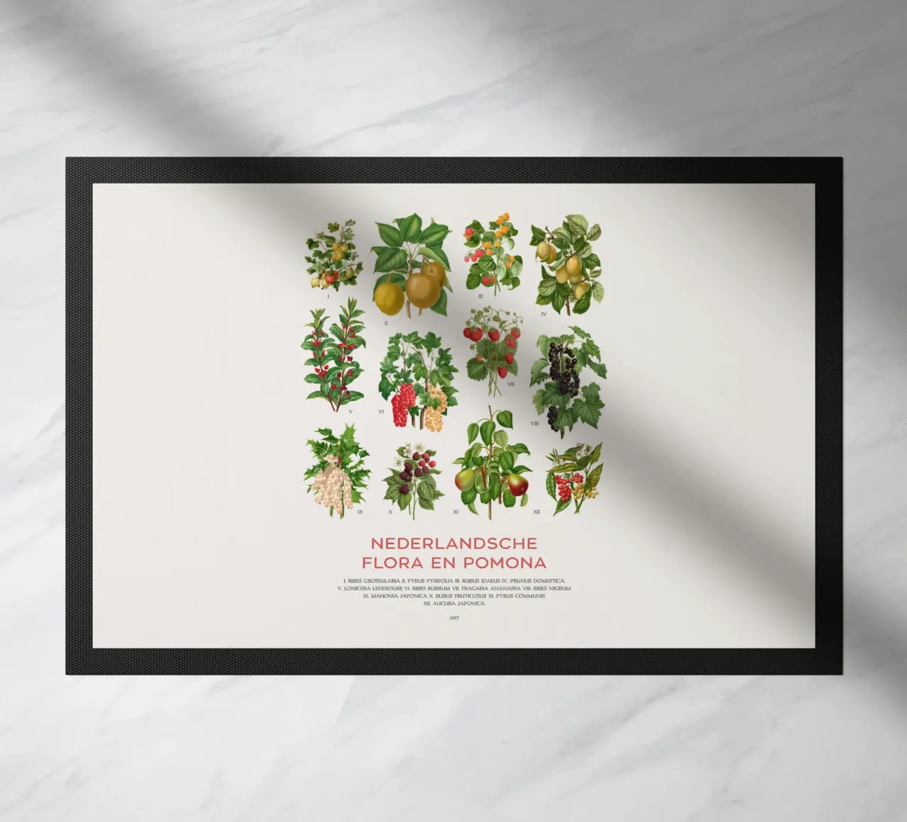 Grafico botanico moderno - Flora olandese zerbino da Vintagrafica