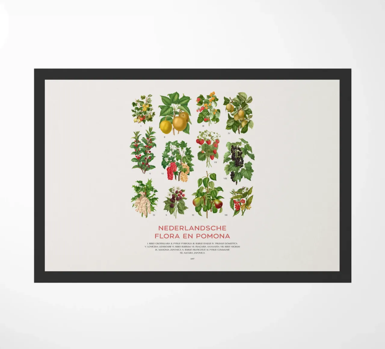Grafico botanico moderno - Flora olandese zerbino da Vintagrafica