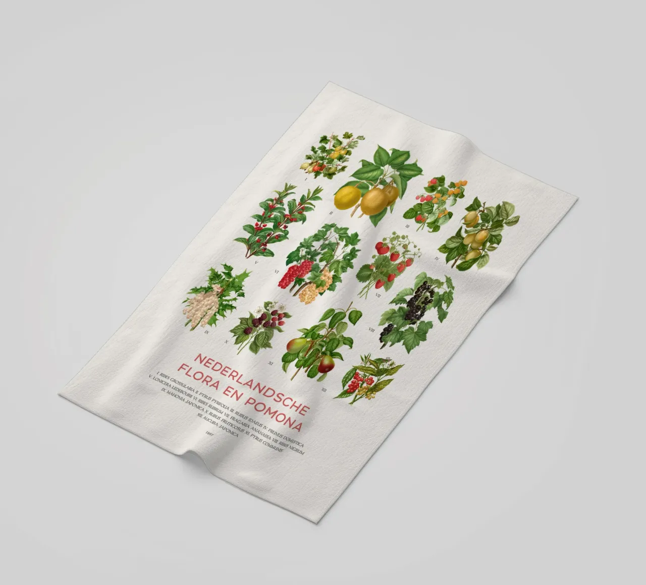 Grafico botanico moderno - Flora olandese telo mare da Vintagrafica
