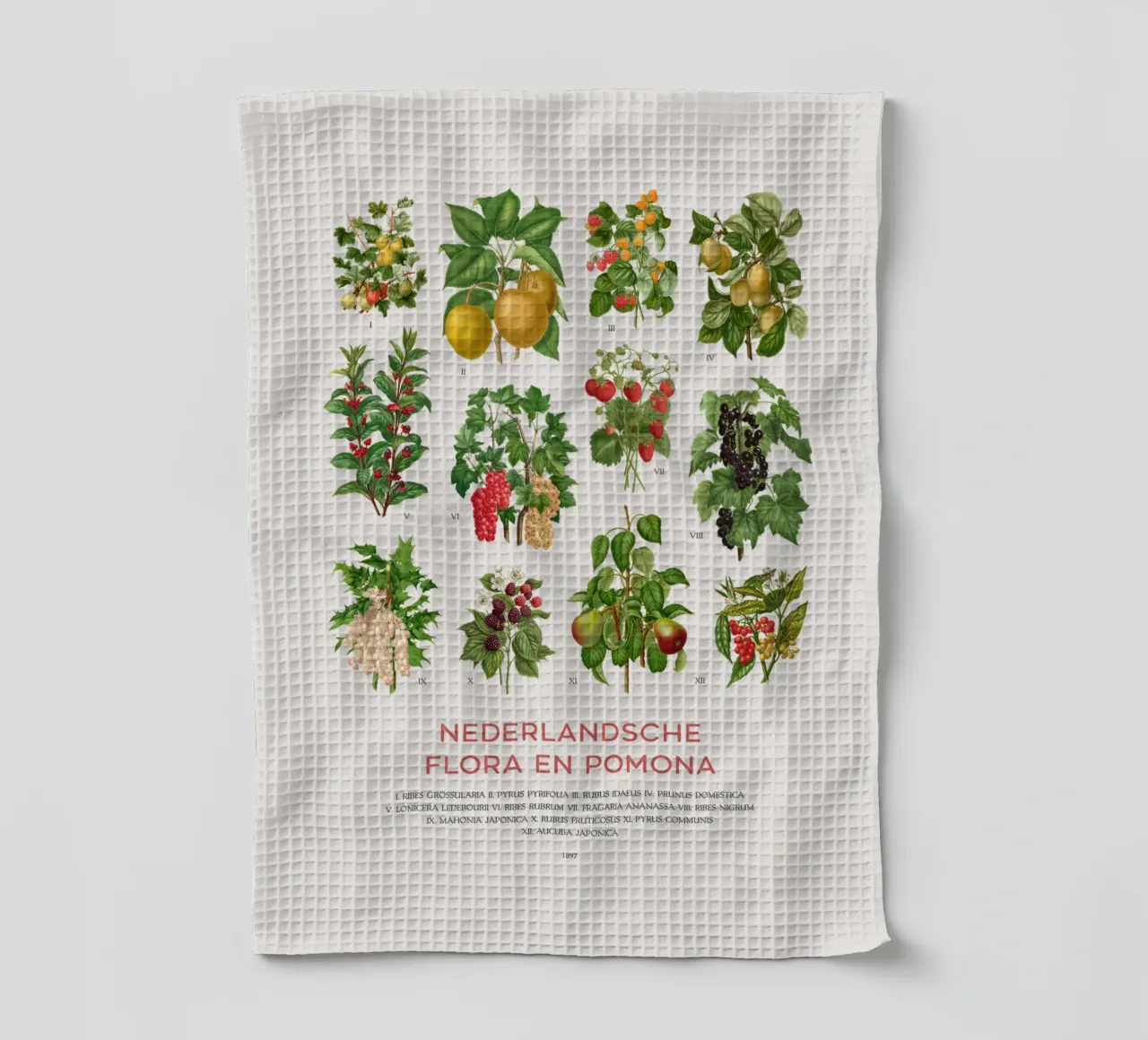 Grafico botanico moderno - Flora olandese canovaccio da cucina da Vintagrafica
