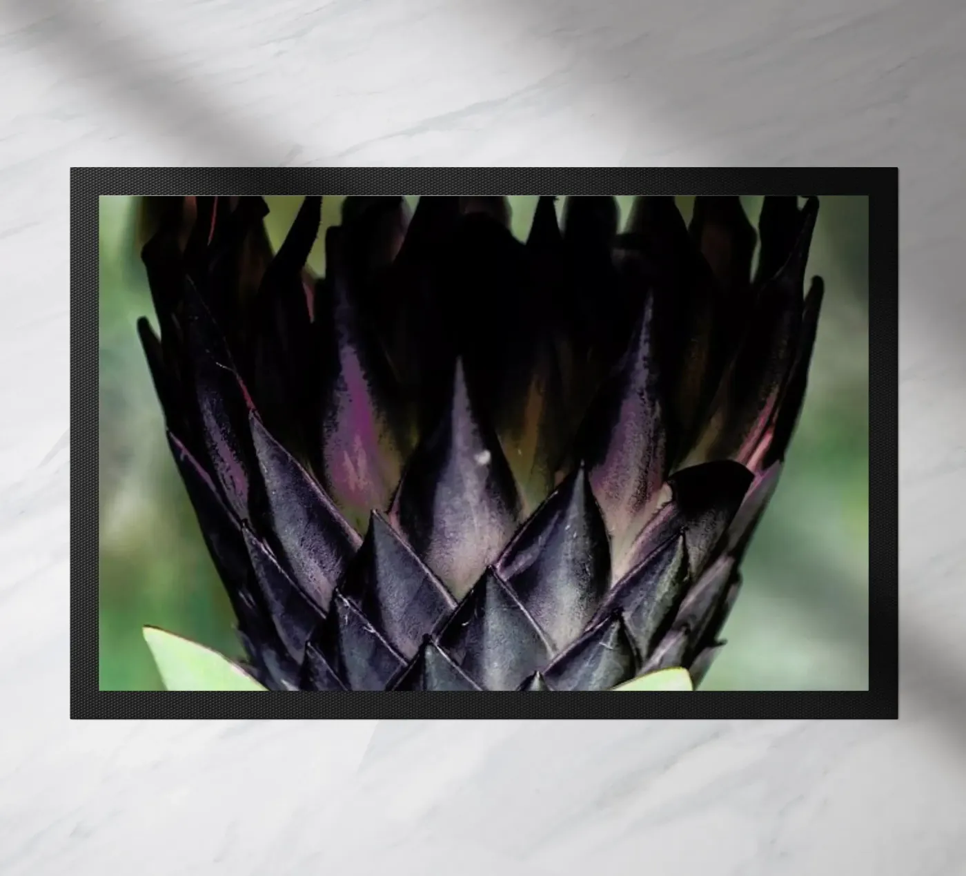 King Protea 1 zerbino da Shot By Clint