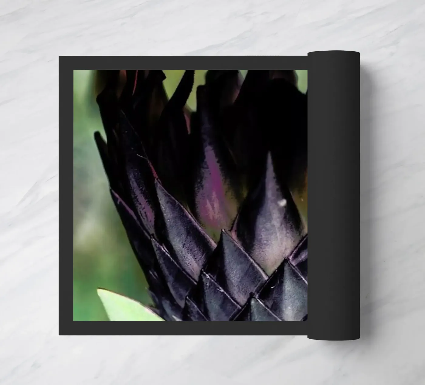 King Protea 1 zerbino da Shot By Clint