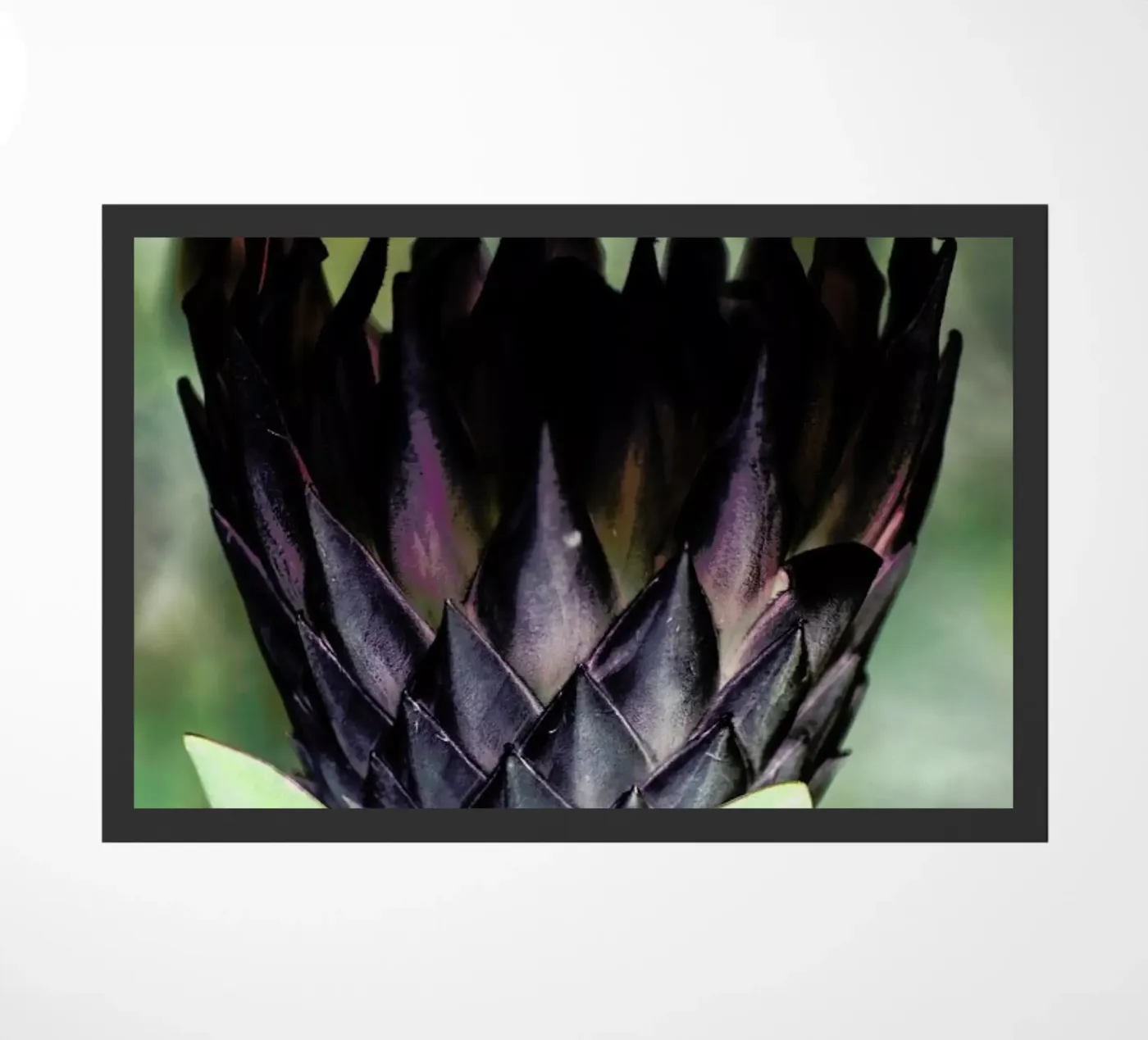 King Protea 1 zerbino da Shot By Clint