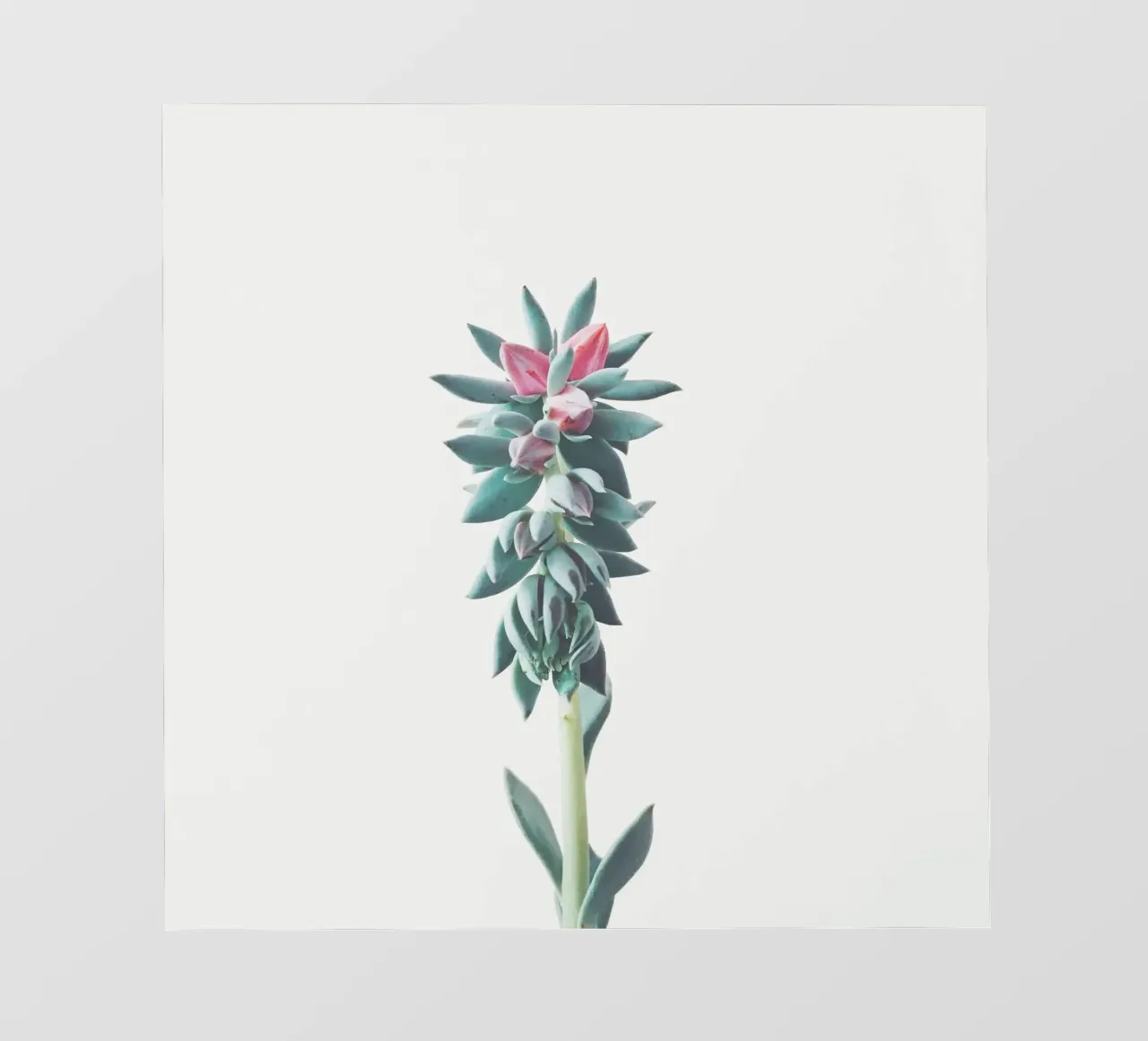 Succulente fiorite telo in pvc da Cassia Beck Photography