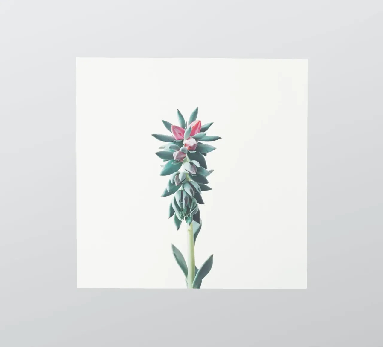 Flowering Succulent sticker by Cassia Beck Photography