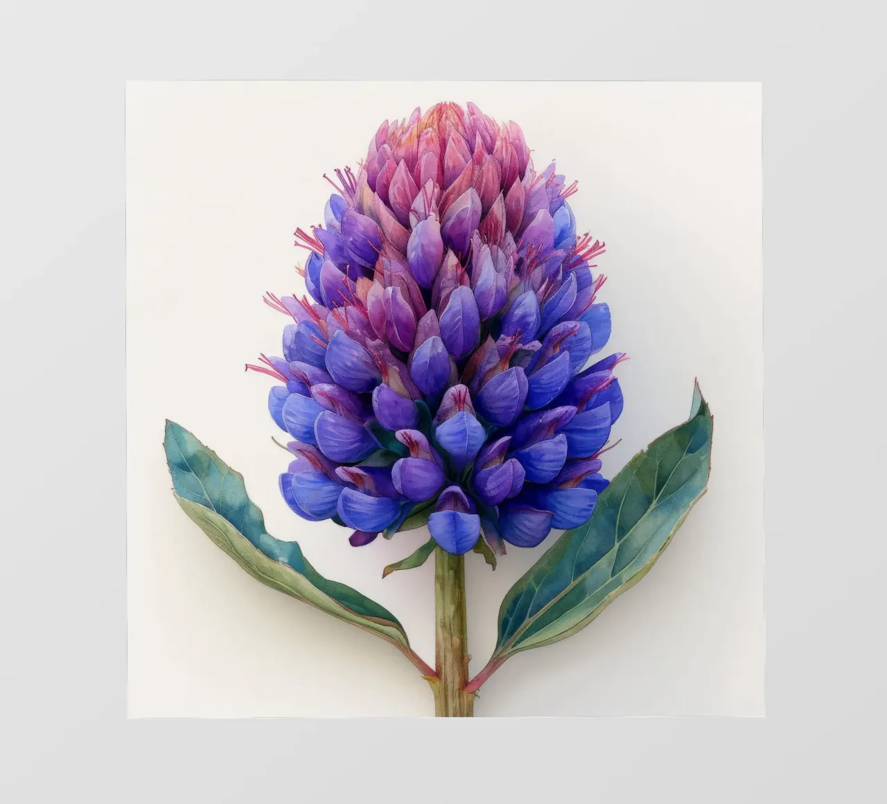 Globe Amaranth Flower 3 photo wallpaper by Bold Blooms